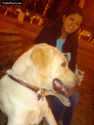 La foto del perro Jarpo Foto del perro Jarpo