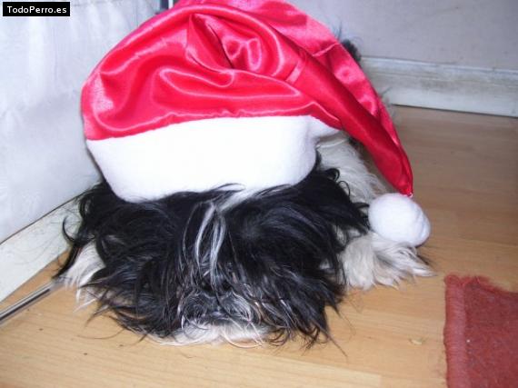 Foto del perro Chanchi