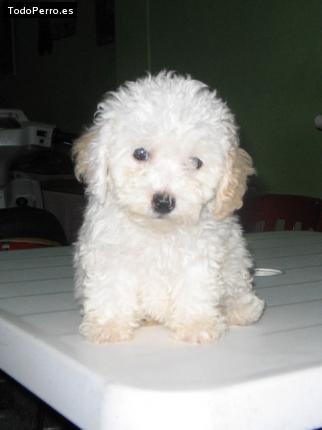 Foto del perro Chiqui