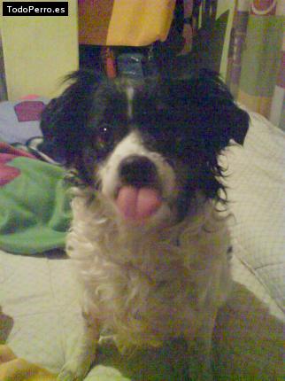 Foto del perro Trostky