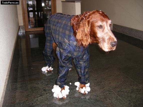 La foto del perro