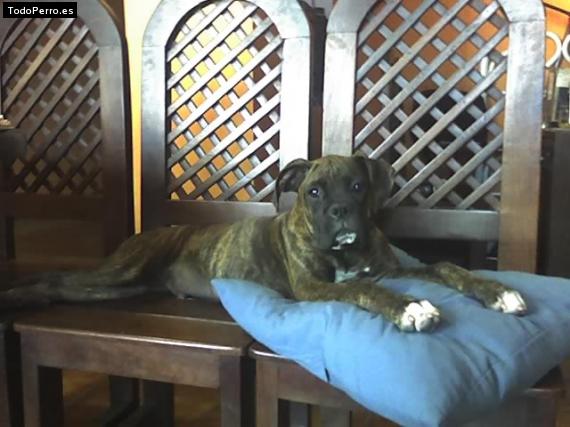 Foto del perro Titan
