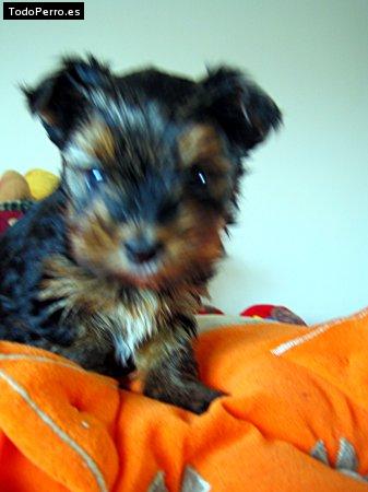 La foto del perro Jara Foto del perro Jara