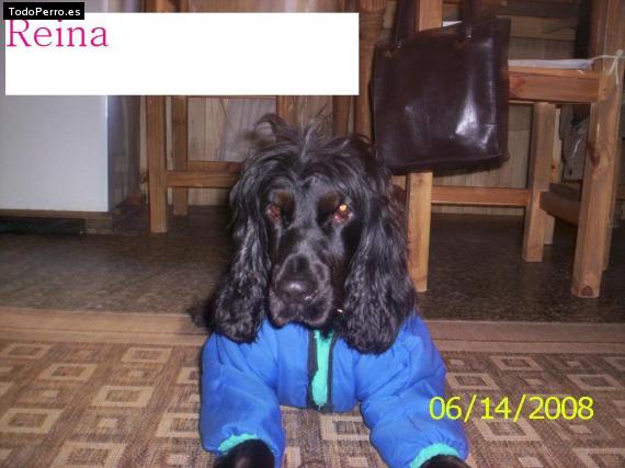 Foto del perro Reyna