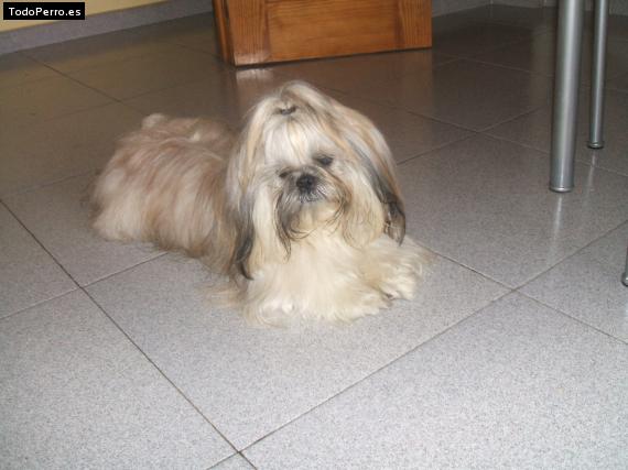 La foto del perro