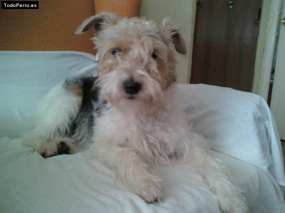 La foto del perro Luca Foto del perro Luca