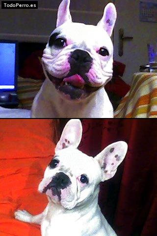 La foto del perro Kia Foto del perro Kia