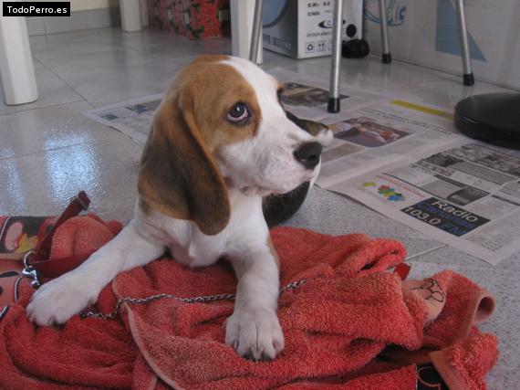 Foto del perro Wanda