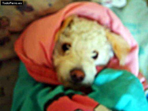 Foto del perro Ben