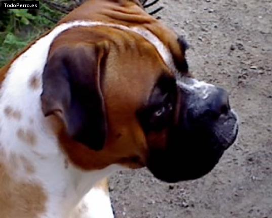 Foto del perro Tequila