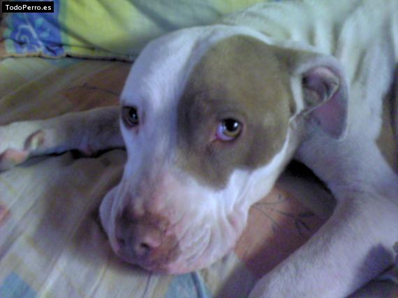 Foto del perro Shakira