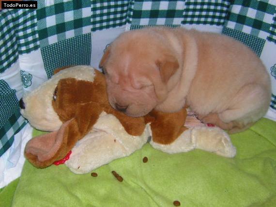 Foto del perro Byron