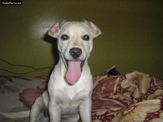 Foto del perro Scott