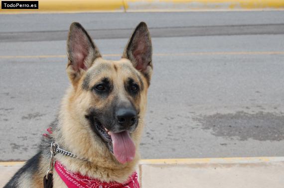 La foto del perro