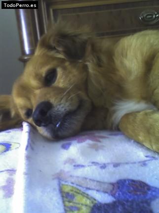 La foto del perro Rufo Foto del perro Rufo