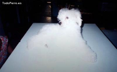 Foto del perro Blanquita