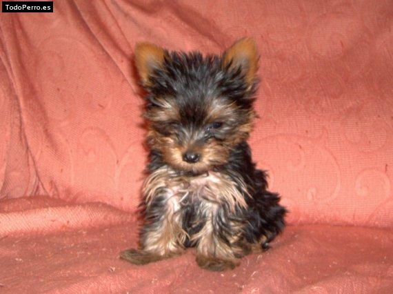 La foto del perro Chispa Foto del perro Chispa