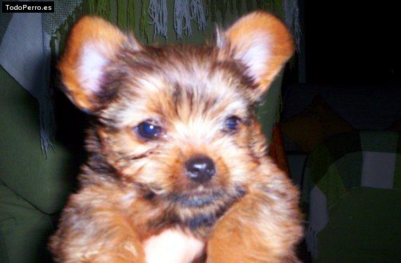 Foto del perro Boito