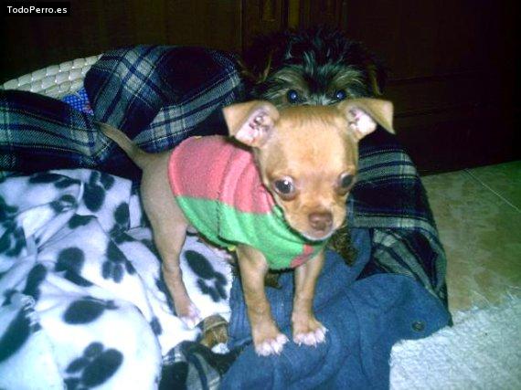 Foto del perro Curro