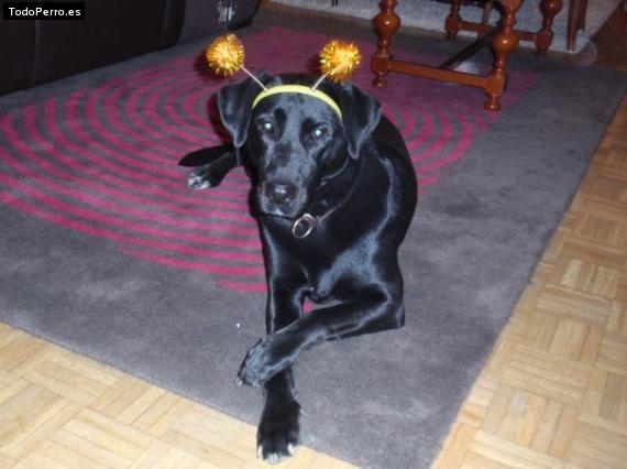 La foto del perro Isis Foto del perro Isis