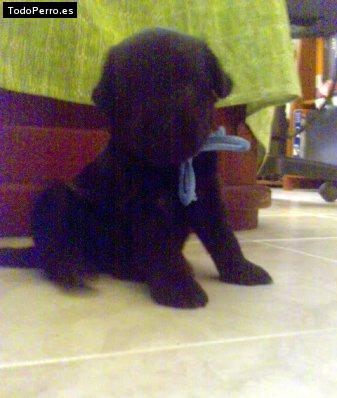 La foto del perro Joui Foto del perro Joui