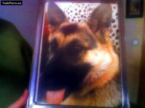 La foto del perro Ginna Foto del perro Ginna