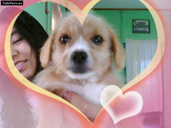 Foto del perro Jerry