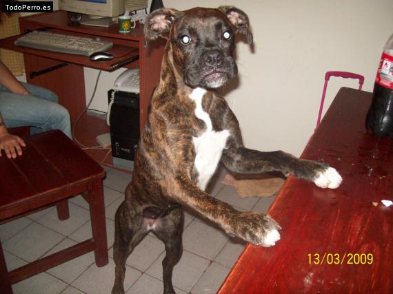 Foto del perro Candela