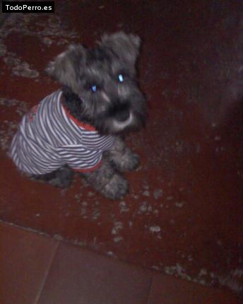 Foto del perro Snoopy
