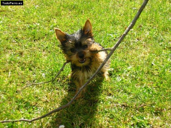 La foto del perro Luas Foto del perro Luas