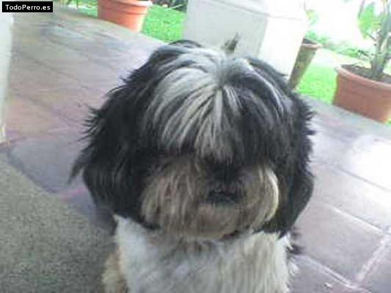 Foto del perro Shorty