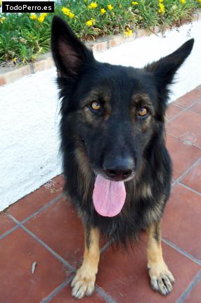 Foto del perro Tor