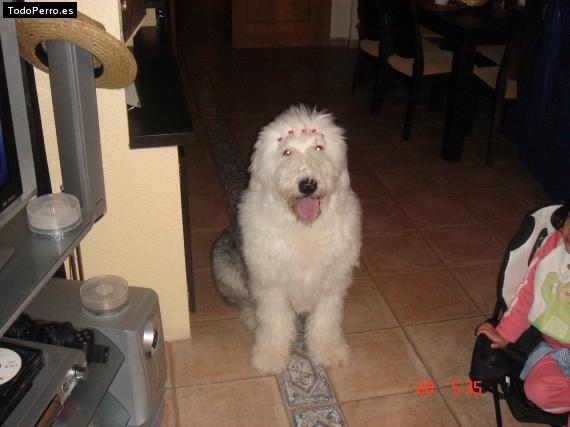 La foto del perro Rufo Foto del perro Rufo