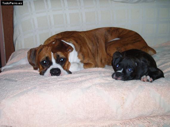 La foto del perro Pepe y pepa Foto del perro Pepe y pepa