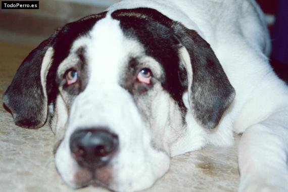 Foto del perro Balu