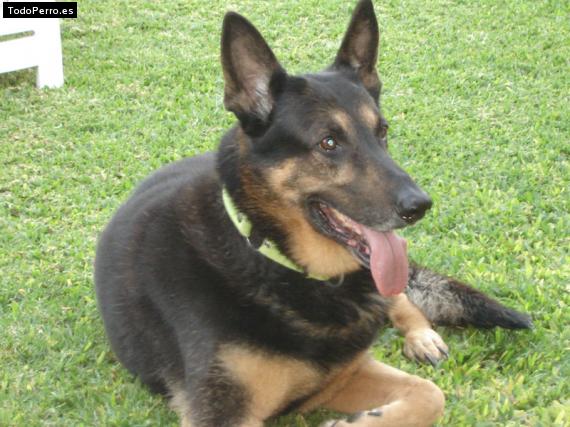 Foto del perro Abdul