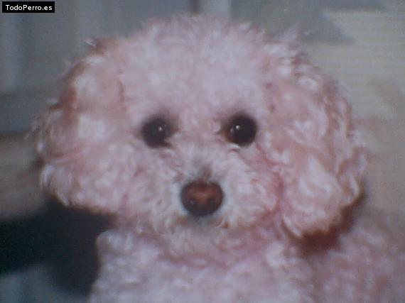Foto del perro Tripa