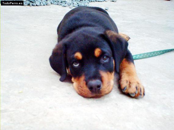 Foto del perro Ogun