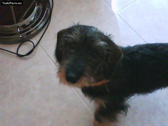 Foto del perro Inu