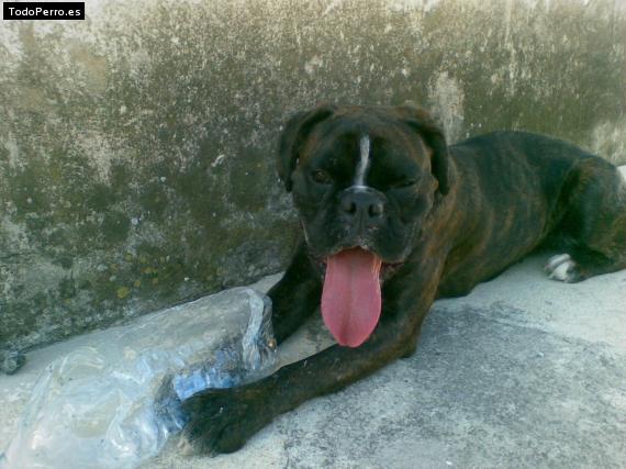 Foto del perro Sara