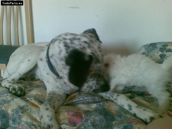 Foto del perro Sultan