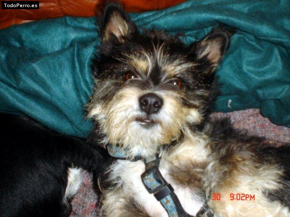 Foto del perro Rocky