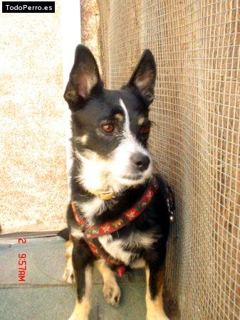 Foto del perro Curro