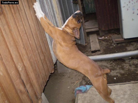 La foto del perro Layka Foto del perro Layka