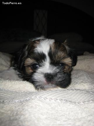 Foto del perro Tasha