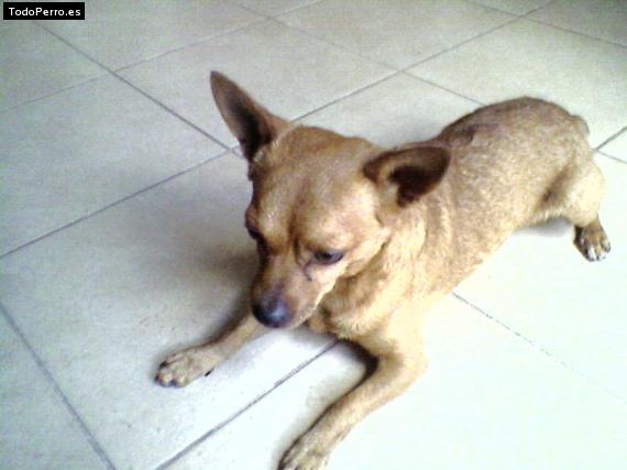 Foto del perro Chiquito