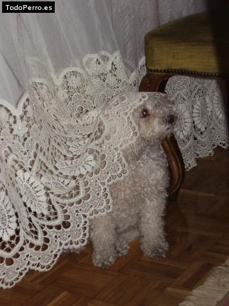 Foto del perro Cotufa