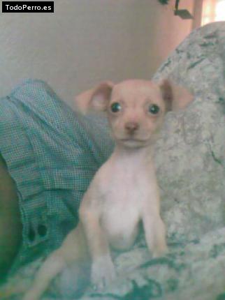 Foto del perro Nathaly