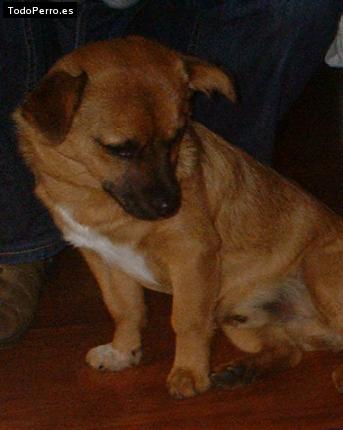 Foto del perro Jorel