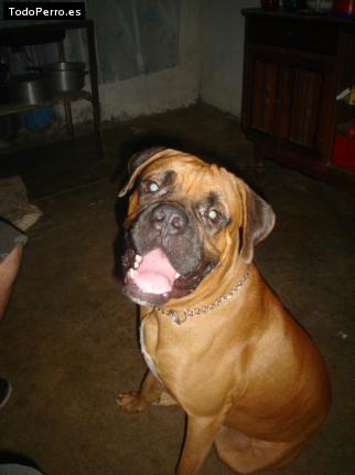 Foto del perro Odin